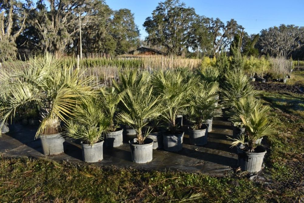 chamaerops-humilis-european-fan-palm-mediterranean-fan-palm