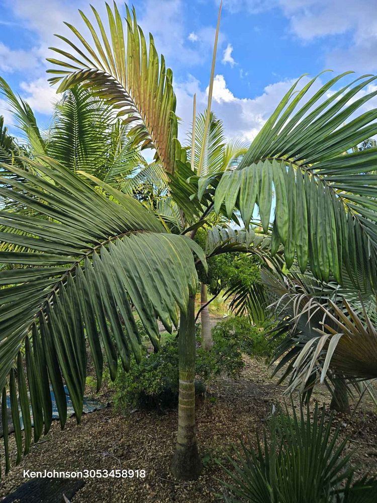 chambeyronia-macrocarpa-red-feather-palm-flamethrower-palm-watermelon-palm