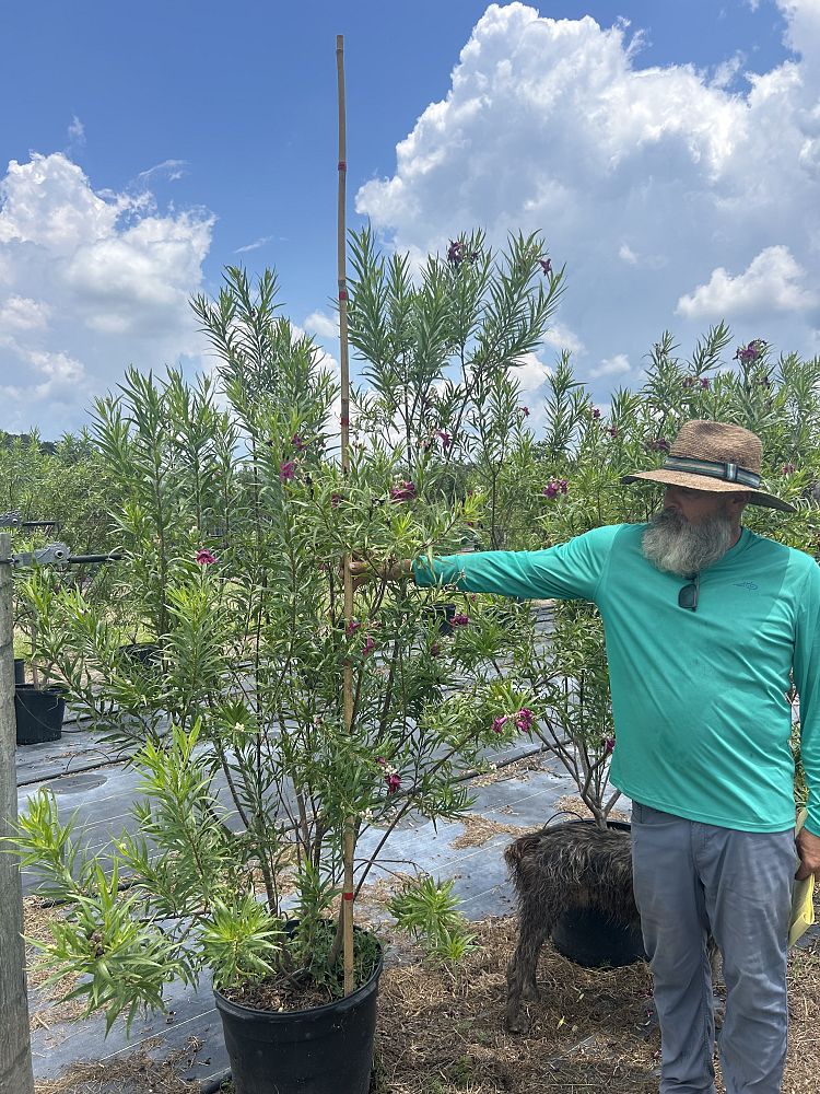 chilopsis-linearis-bubba-desert-willow