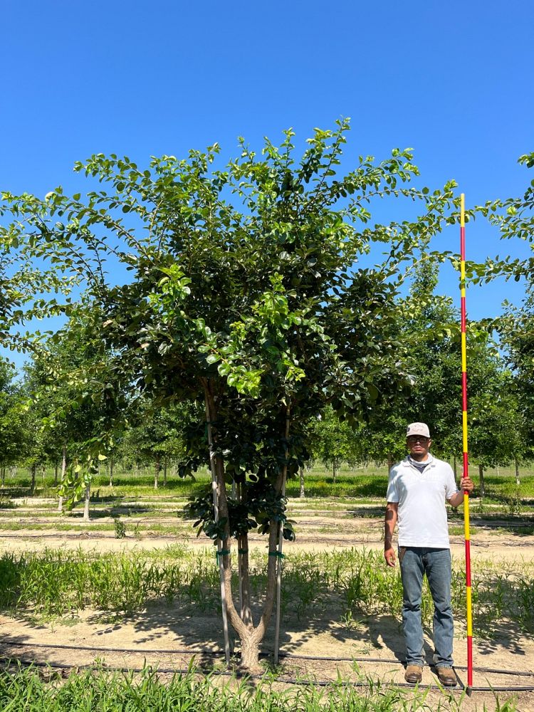 chionanthus-retusus-china-snow-chinese-fringe-tree