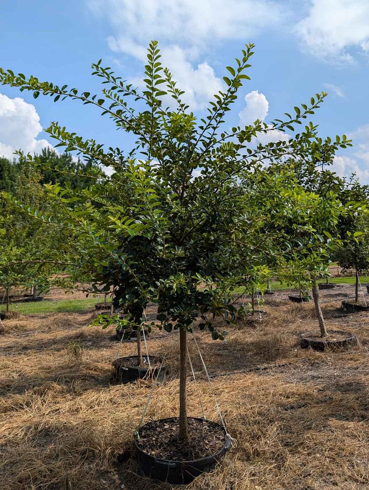 chionanthus-retusus-chinese-fringe-tree