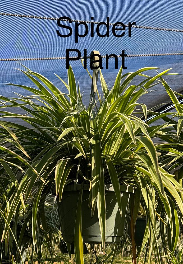 chlorophytum-gold-nugget-spider-plant