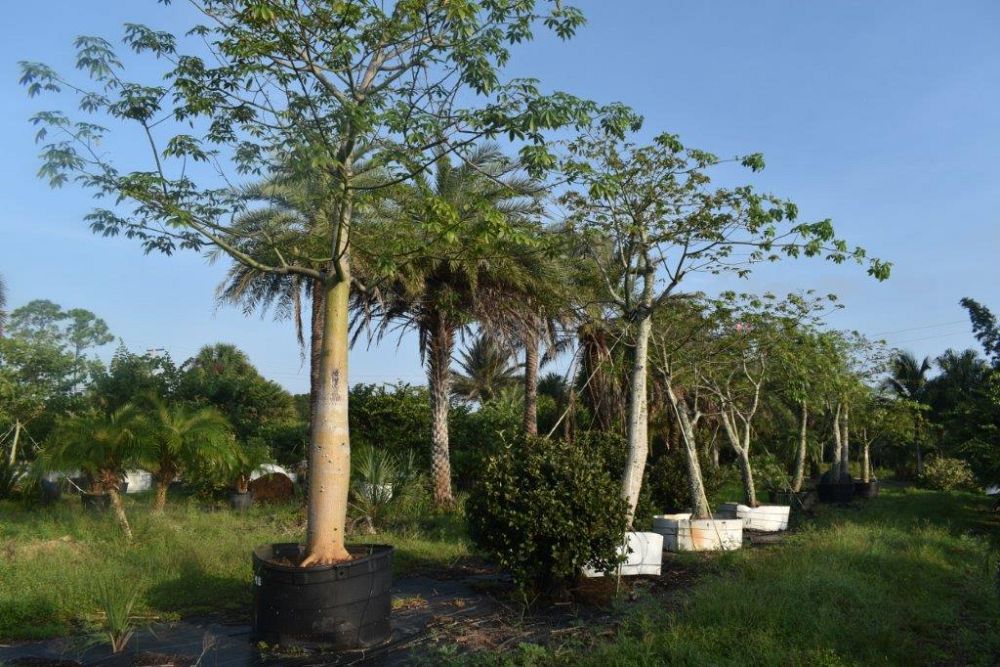 chorisia-speciosa-floss-silk-tree