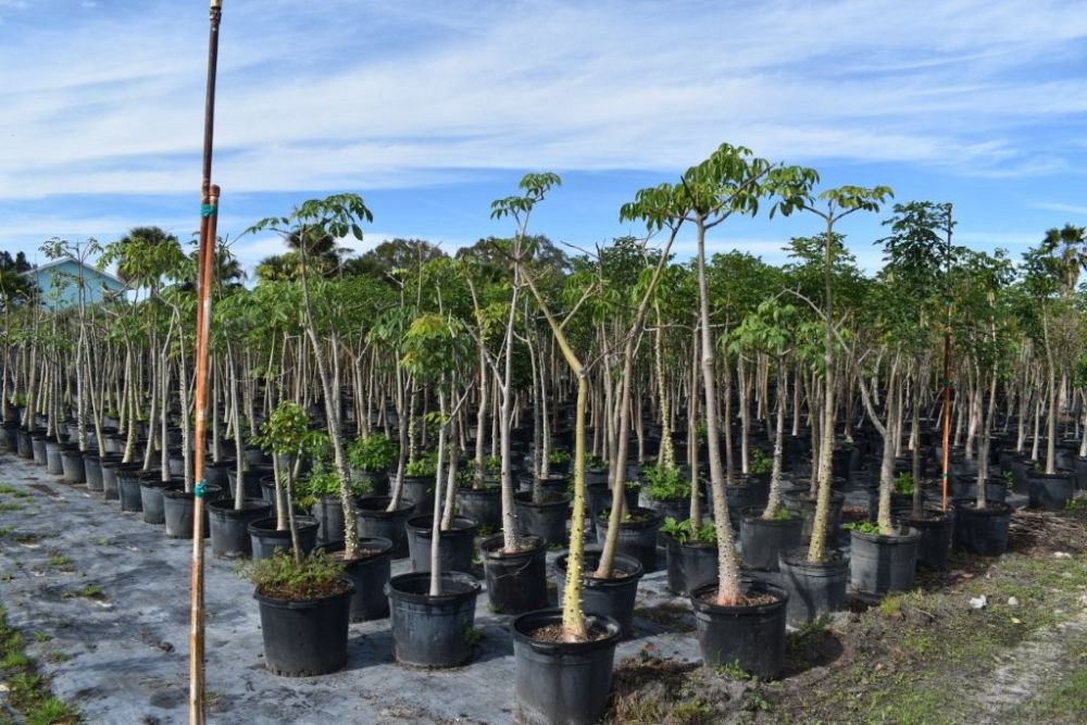 chorisia-speciosa-floss-silk-tree