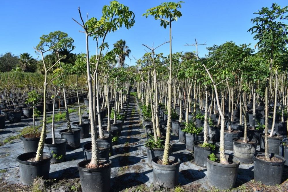 chorisia-speciosa-floss-silk-tree