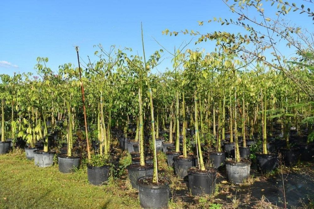 chorisia-speciosa-floss-silk-tree