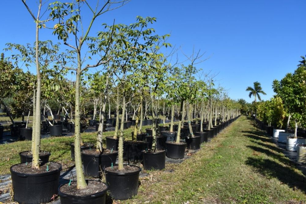 chorisia-speciosa-floss-silk-tree