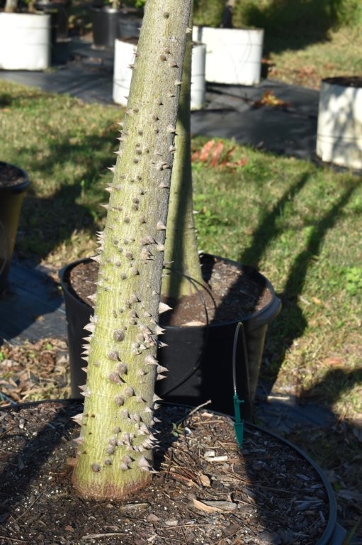 chorisia-speciosa-floss-silk-tree