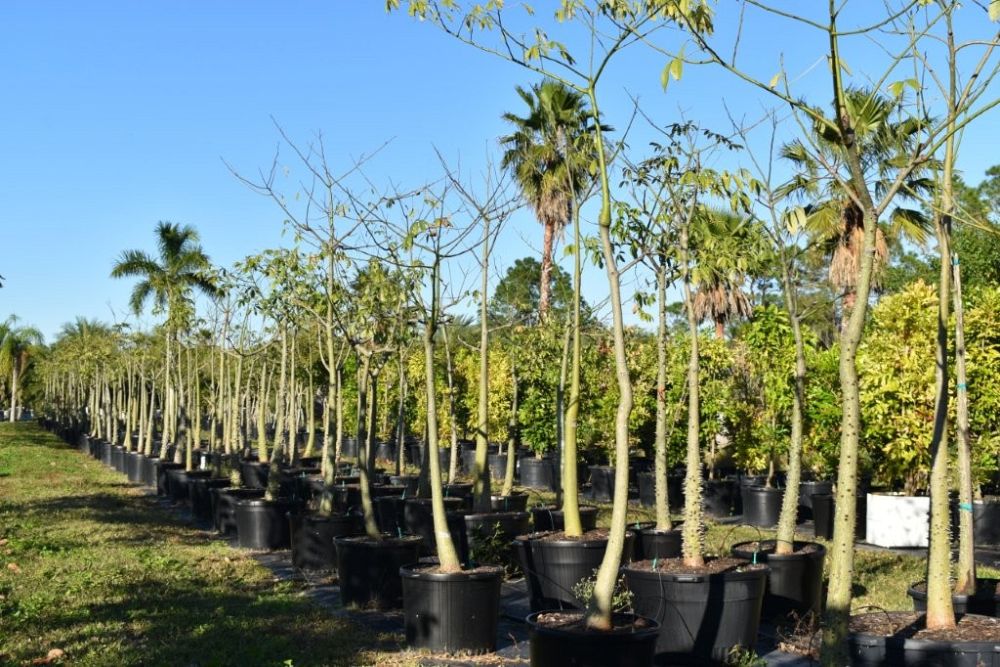 chorisia-speciosa-floss-silk-tree