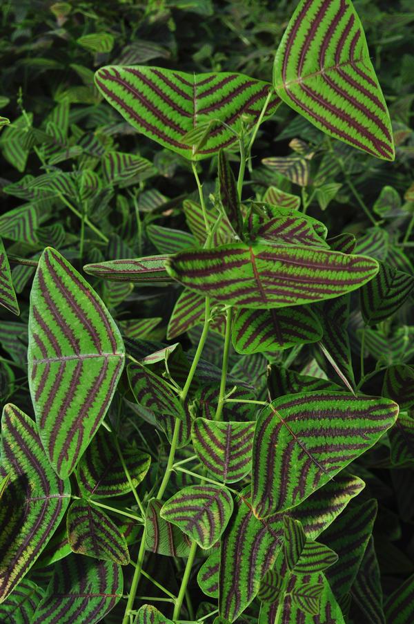 christia-obcordata-cristia-subcordata-lourea-obcordata-swallowtail-plant