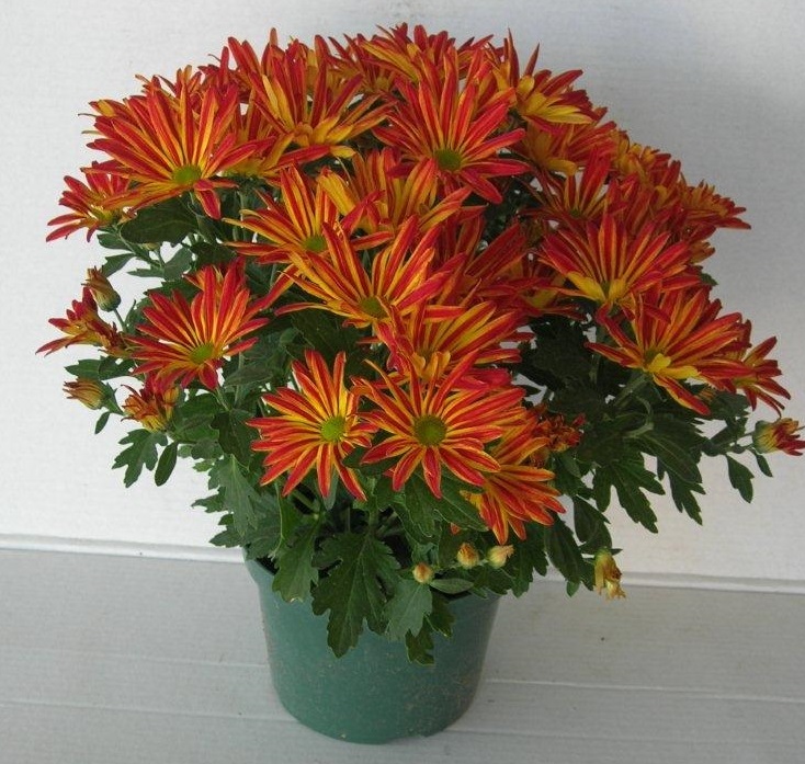 chrysanthemum-pelee-florist-s-mum-garden-mum-chrysanthemum