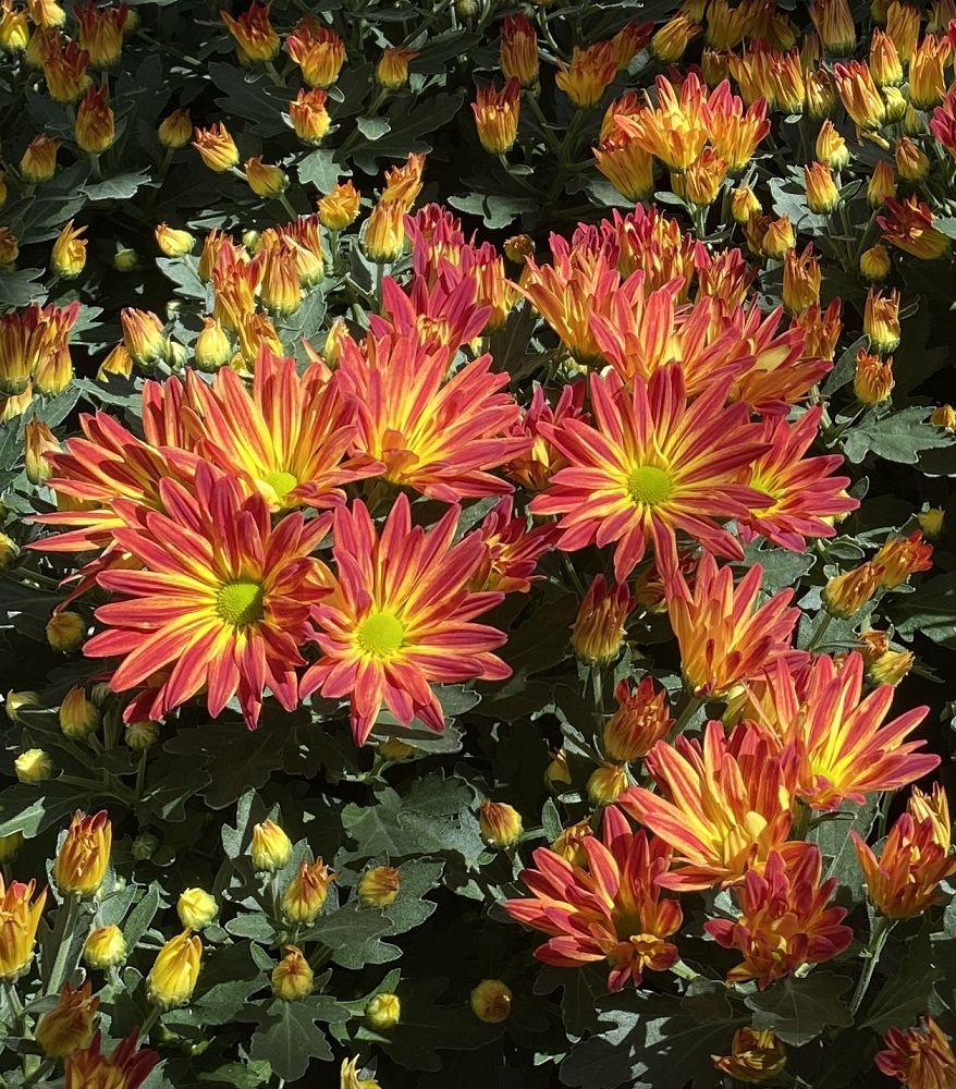 chrysanthemum-pelee-florist-s-mum-garden-mum-chrysanthemum