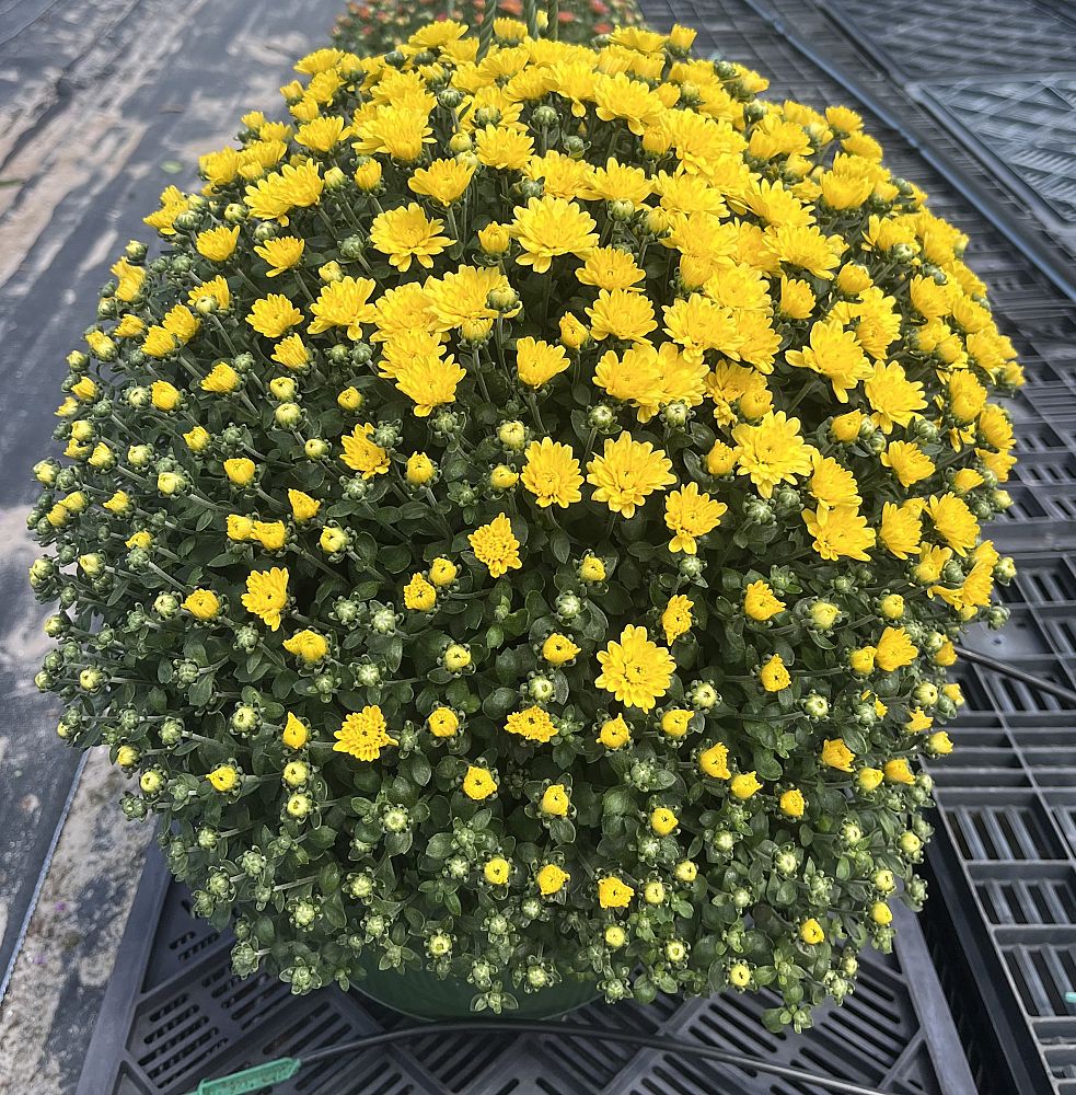 chrysanthemum-x-rubellum-autumn-bronze-hardy-chrysanthemum