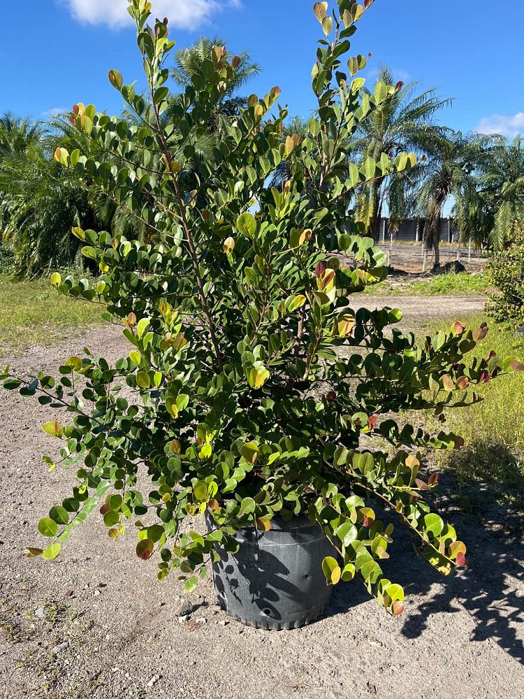 chrysobalanus-icaco-red-tip-cocoplum