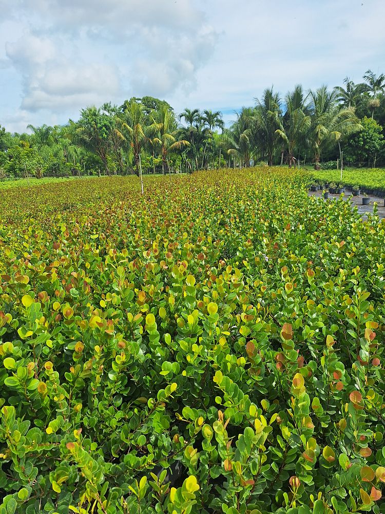 chrysobalanus-icaco-red-tip-cocoplum