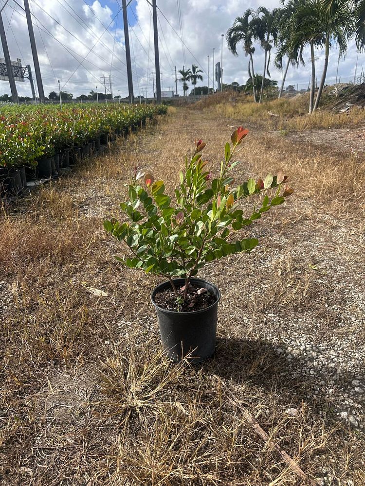 chrysobalanus-icaco-red-tip-cocoplum