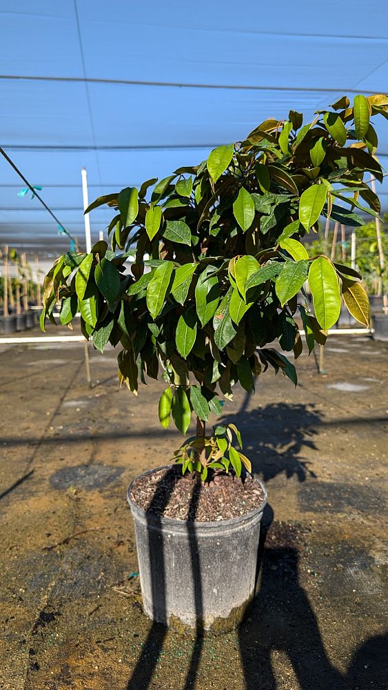 chrysophyllum-cainito-star-apple-purple-caimito