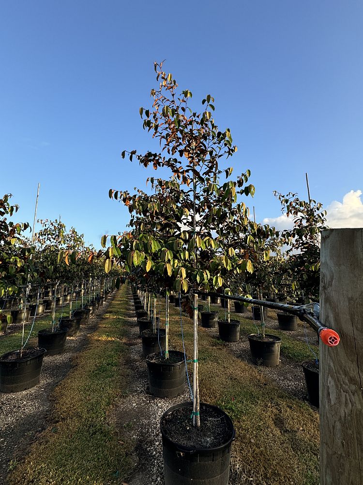 chrysophyllum-oliviforme-satin-leaf-tree