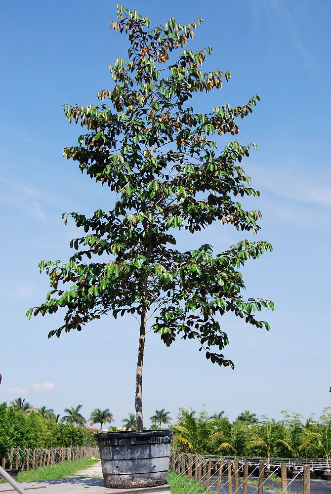 chrysophyllum-oliviforme-satin-leaf-tree