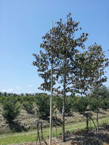 chrysophyllum-oliviforme-satin-leaf-tree