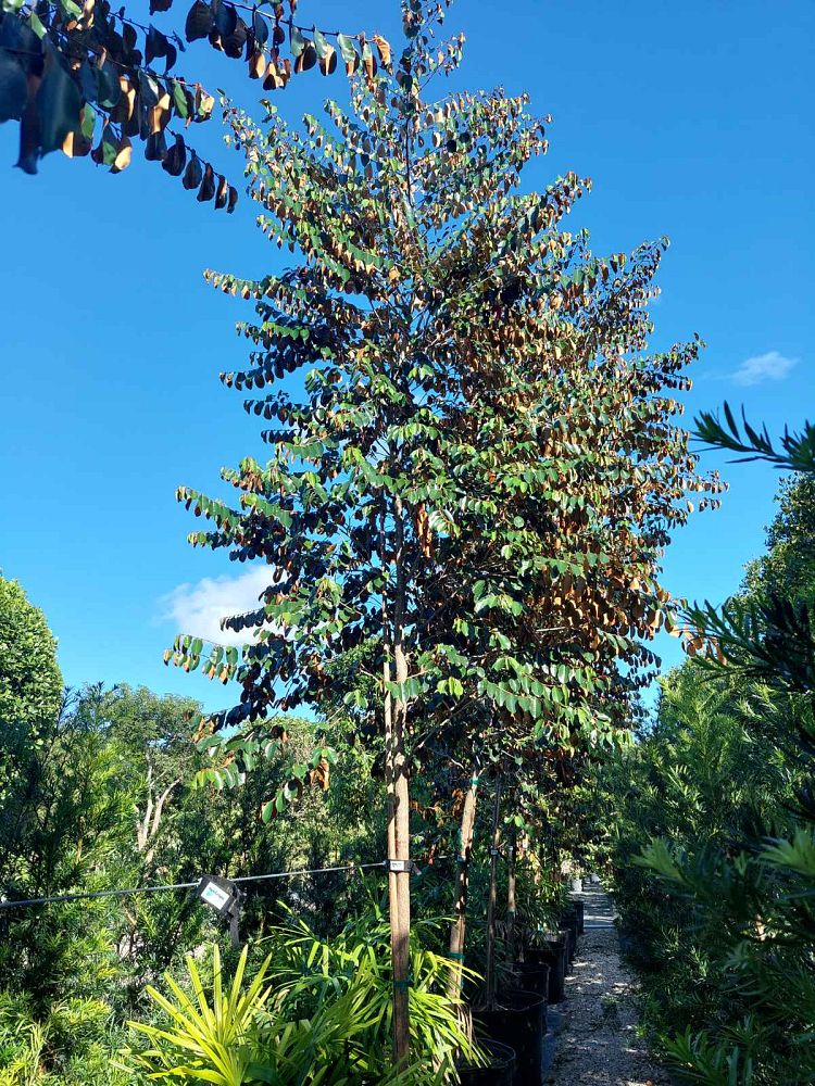 chrysophyllum-oliviforme-satin-leaf-tree