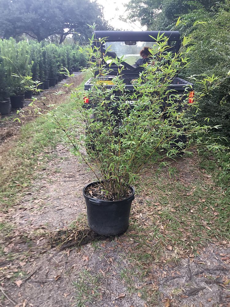 chusquea-montana-argentina-mountain-bamboo