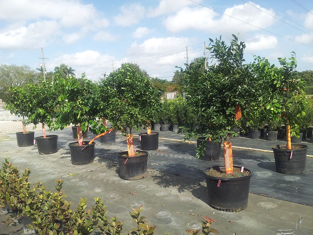 citrus-sinensis-valencia-orange-tree-edible