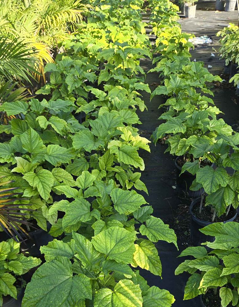 clerodendrum-paniculatum-pagoda-flower