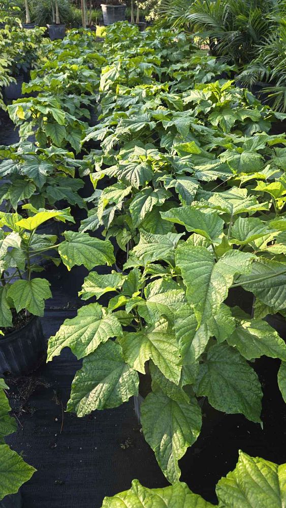 clerodendrum-paniculatum-pagoda-flower