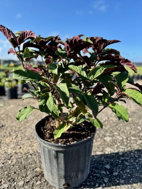 clerodendrum-quadriloculare-shooting-star-starburst-clerodendrum