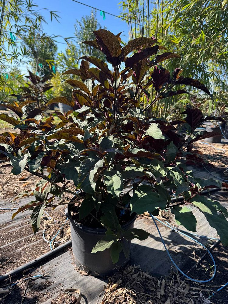 clerodendrum-quadriloculare-shooting-star-starburst-clerodendrum