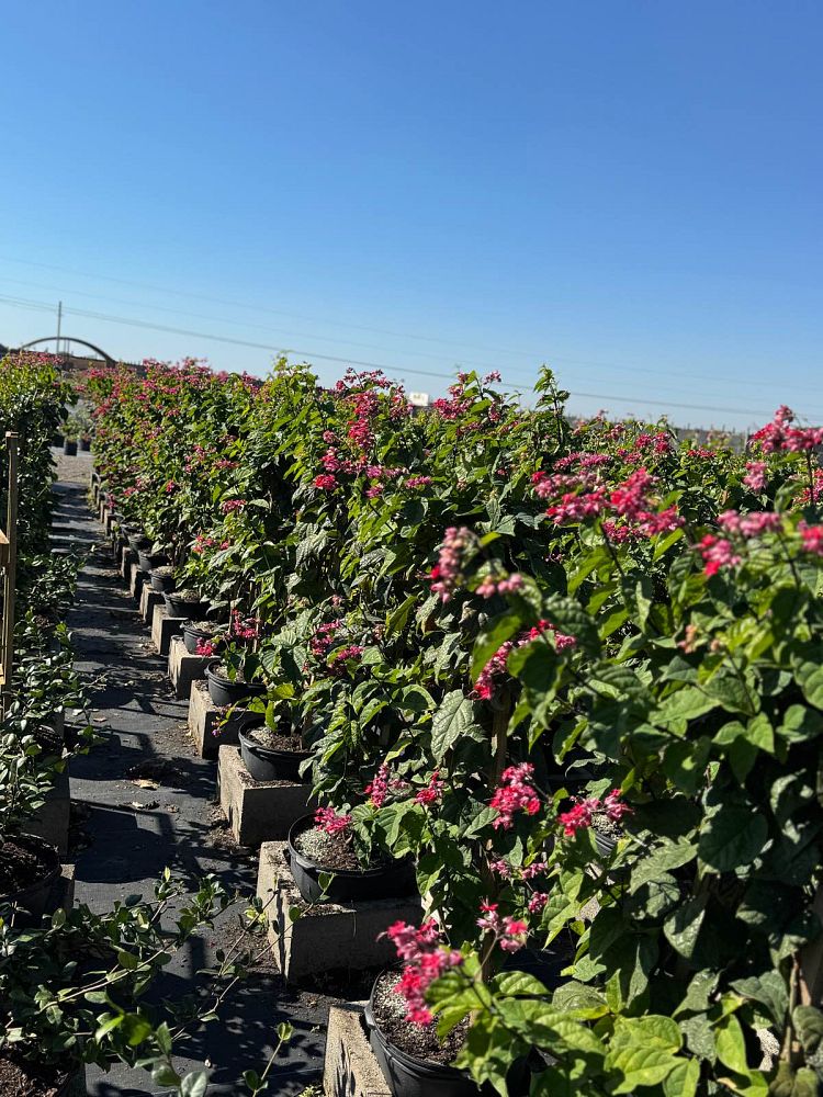 clerodendrum-thomsoniae-delectum-bleeding-heart-vine-red