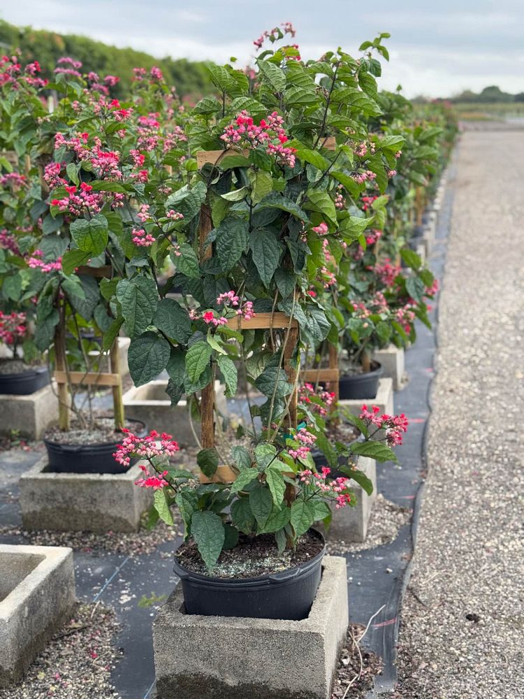 clerodendrum-thomsoniae-delectum-bleeding-heart-vine-red