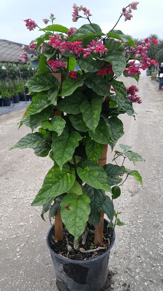 clerodendrum-thomsoniae-delectum-bleeding-heart-vine-red