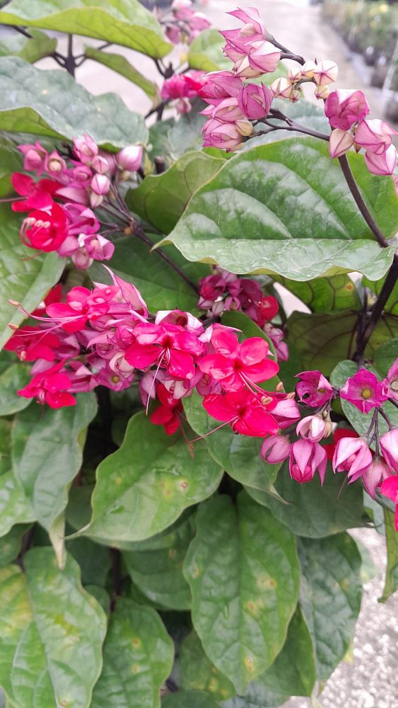 clerodendrum-thomsoniae-delectum-bleeding-heart-vine-red