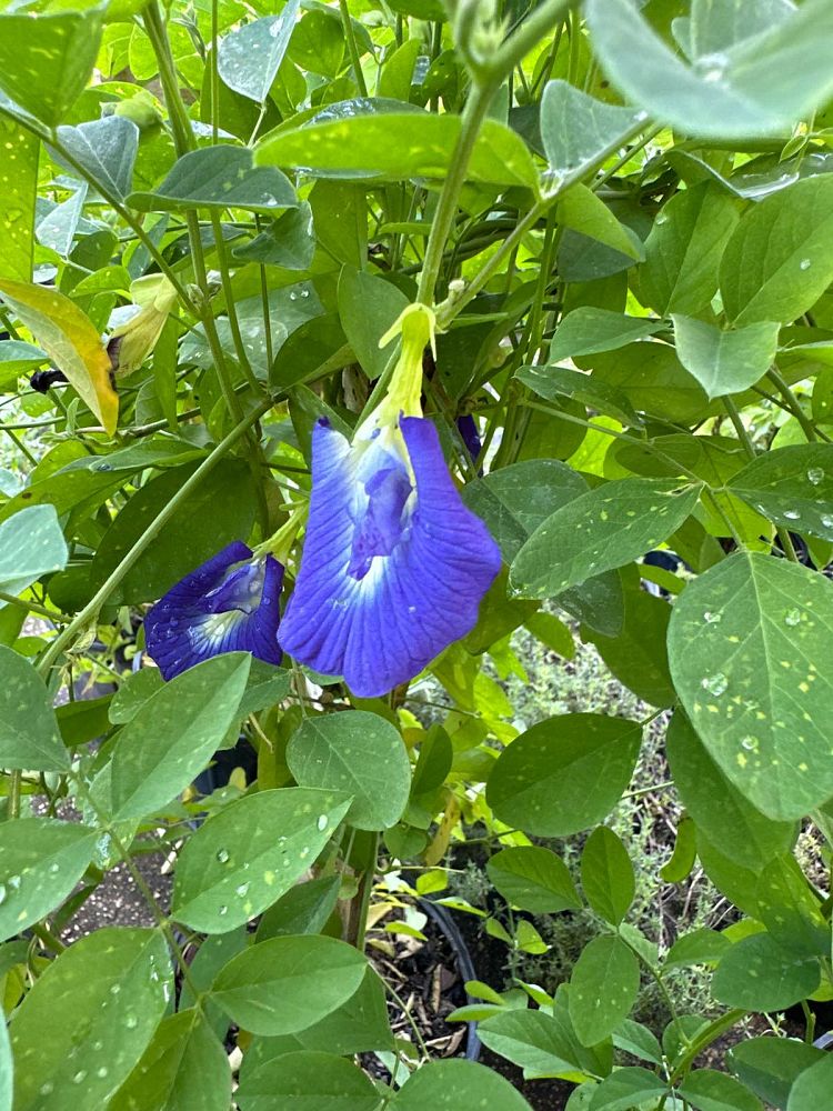 clitoria-ternatea-butterfly-pea-mountain-pea