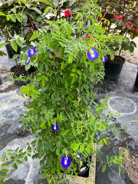 clitoria-ternatea-butterfly-pea-mountain-pea