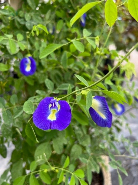 clitoria-ternatea-butterfly-pea-mountain-pea