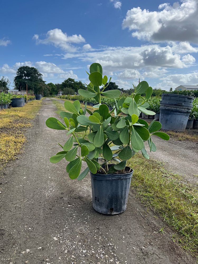 clusia-guttifera-small-leaf-clusia