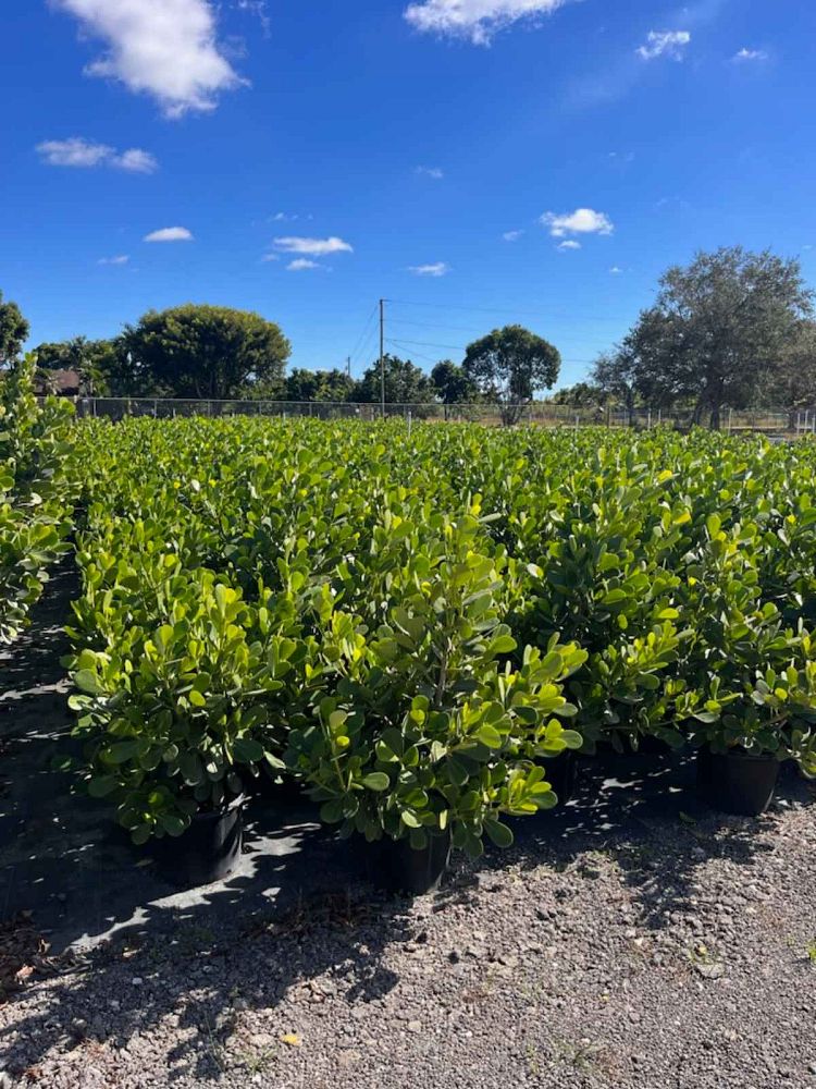 clusia-guttifera-small-leaf-clusia