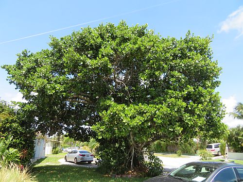 clusia-rosea-pitch-apple-autograph-tree