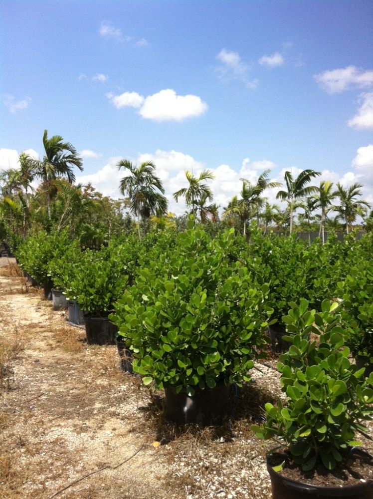 clusia-rosea-pitch-apple-autograph-tree