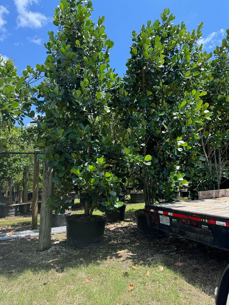 clusia-rosea-pitch-apple-autograph-tree