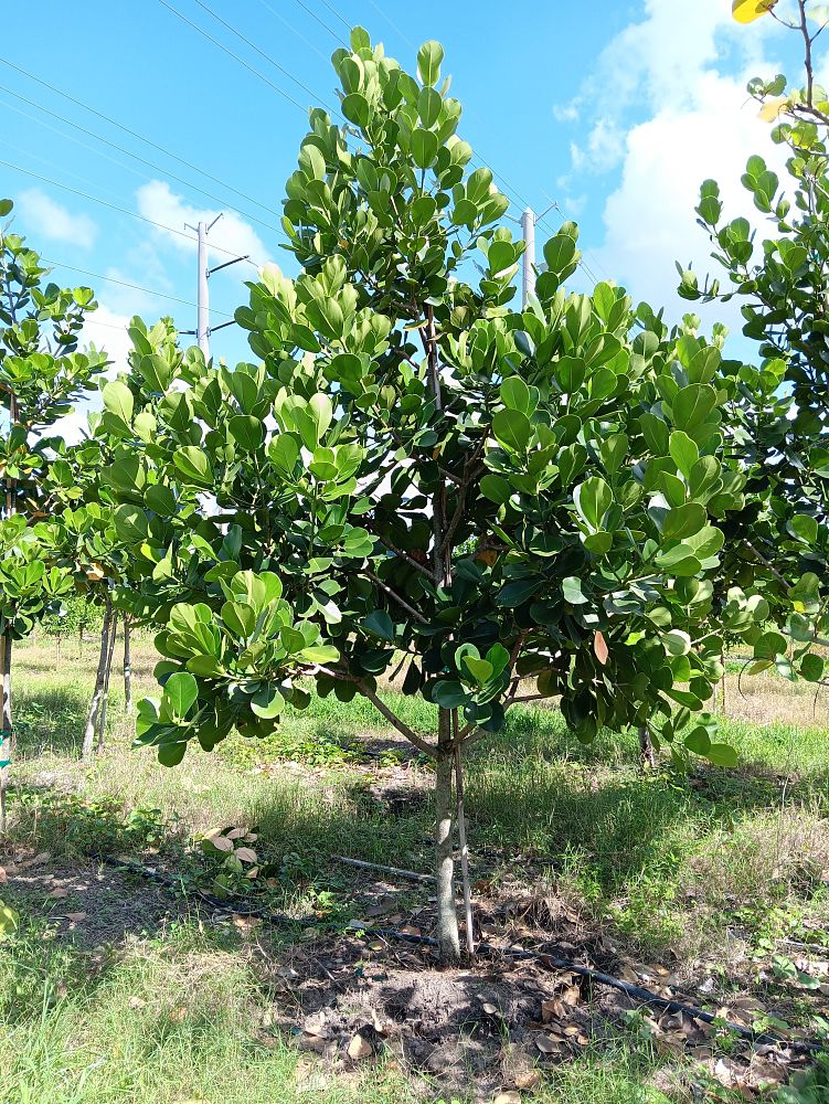 clusia-rosea-pitch-apple-autograph-tree