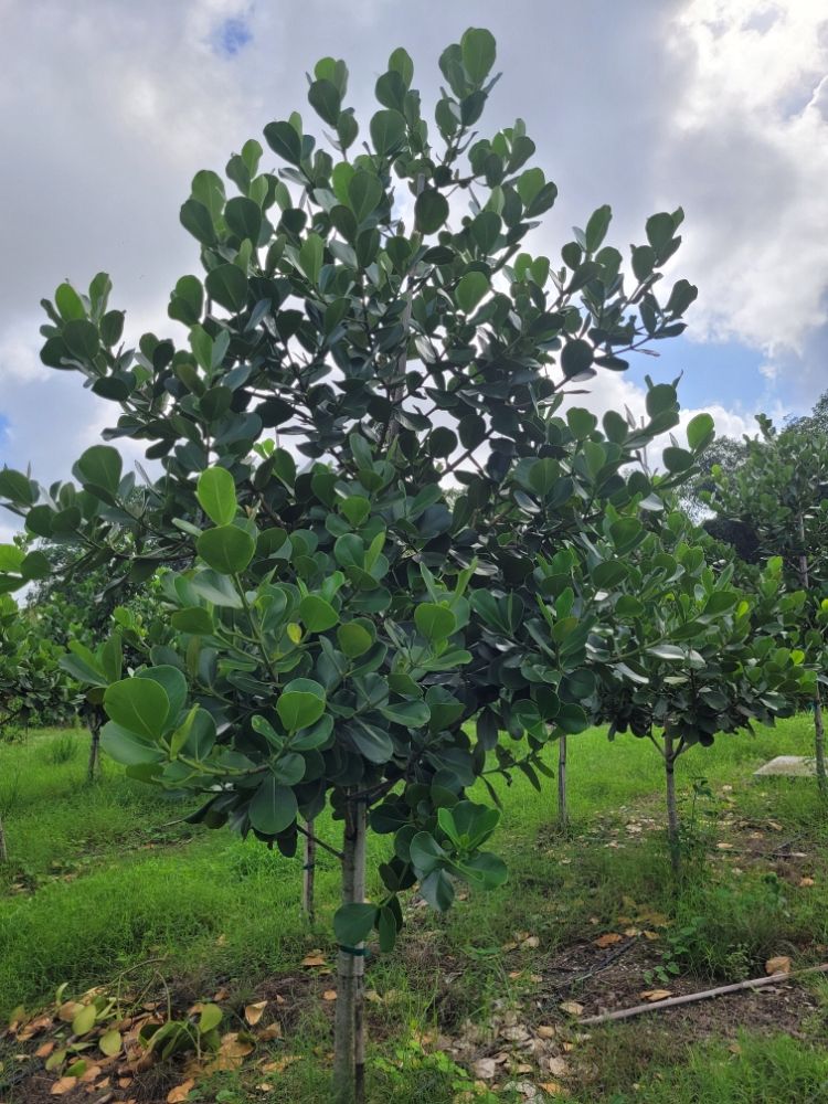 clusia-rosea-pitch-apple-autograph-tree