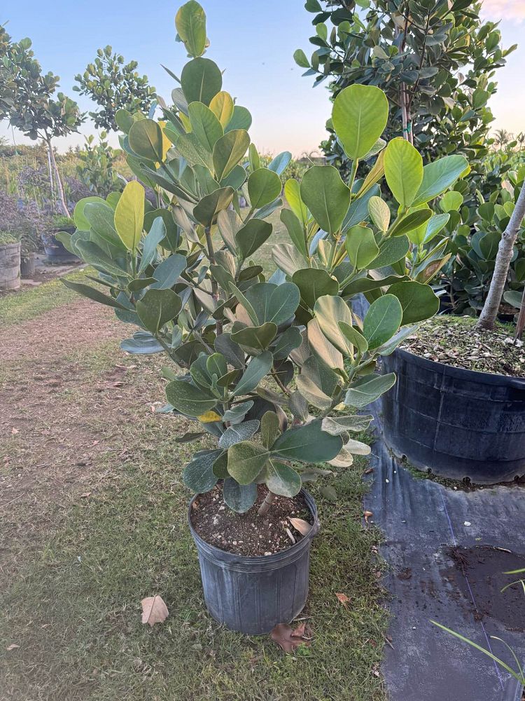 clusia-rosea-pitch-apple-autograph-tree