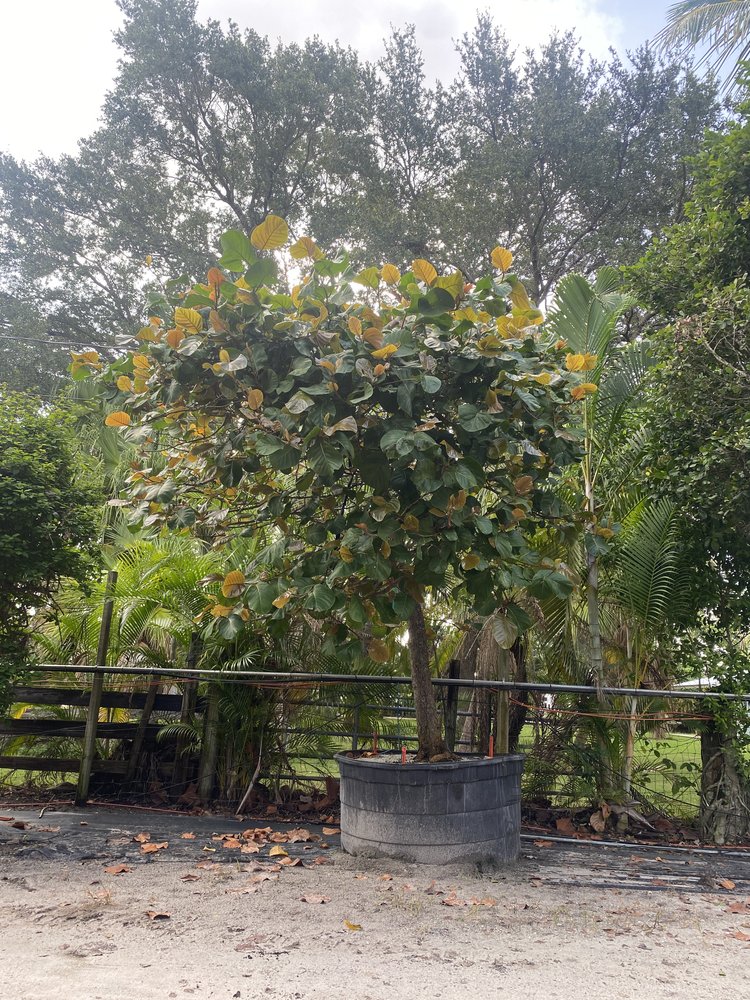 coccoloba-caracasana-caracas-island-tree