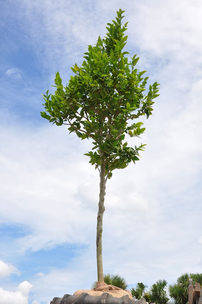 coccoloba-diversifolia-pigeon-plum