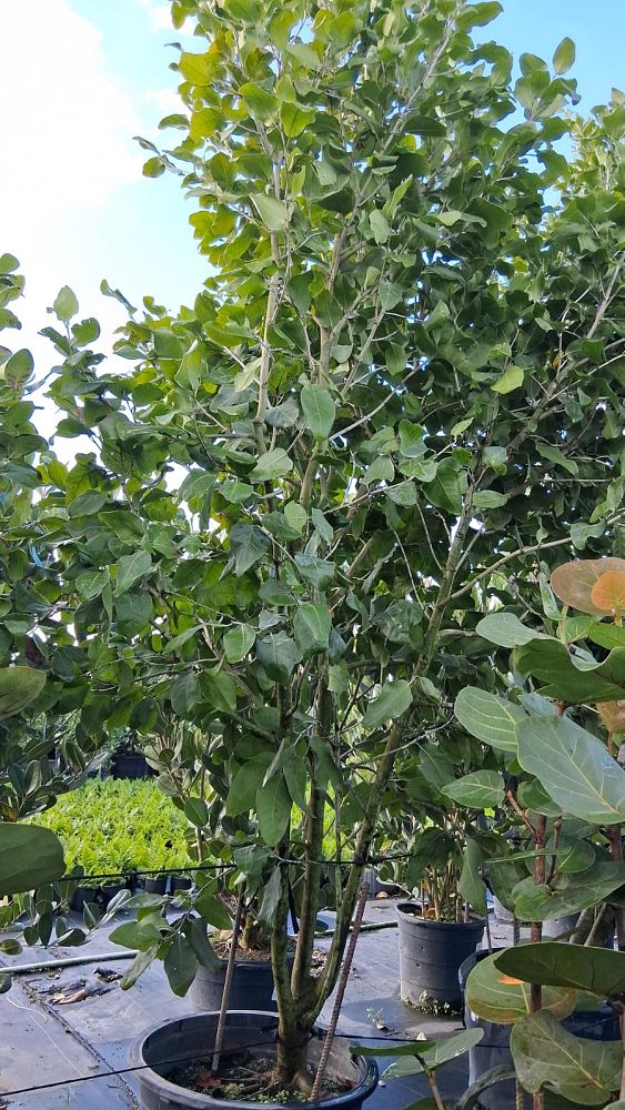 coccoloba-diversifolia-pigeon-plum