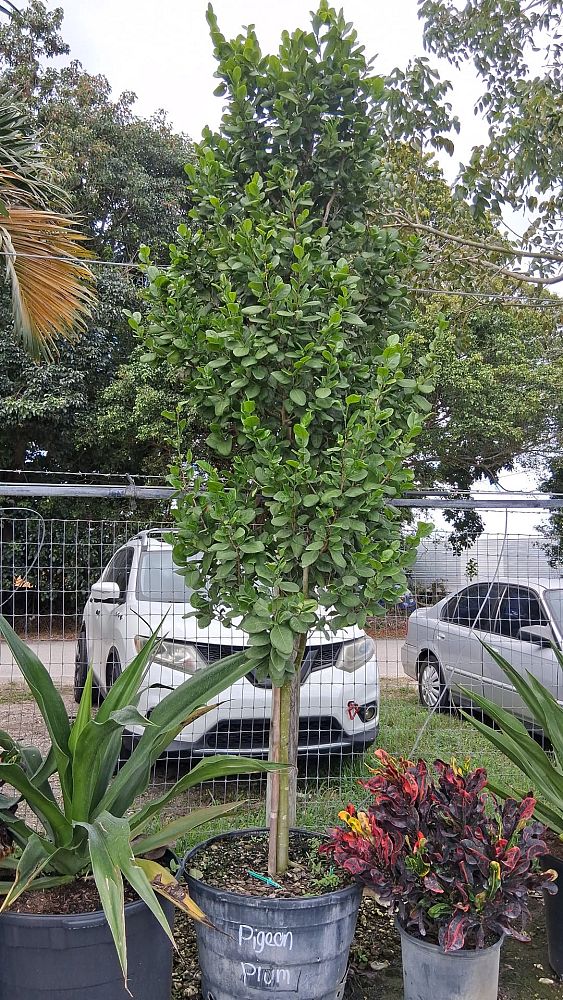 coccoloba-diversifolia-pigeon-plum